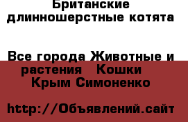 Британские длинношерстные котята - Все города Животные и растения » Кошки   . Крым,Симоненко